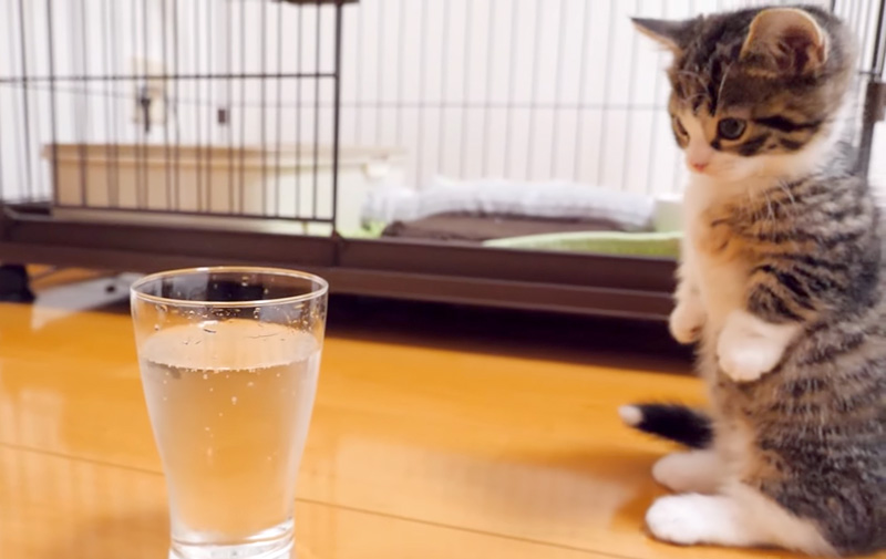 炭酸にドキドキの子猫