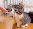 初めて見る炭酸が気になる子猫