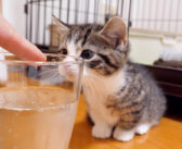 初めての炭酸水を不思議そうに見つめる子猫。好奇心と戸惑いの狭間で揺れる姿が可愛すぎる ( *´艸｀)♡