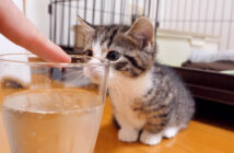 初めて見る炭酸が気になる子猫