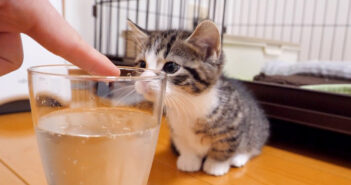 初めての炭酸水を不思議そうに見つめる子猫。好奇心と戸惑いの狭間で揺れる姿が可愛すぎる ( *´艸`)♡ 初めて見る炭酸が気になる子猫