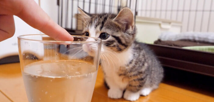 初めて見る炭酸が気になる子猫