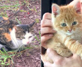排水溝に落ちた子猫達を救うため、人間に助けを求めてきた野良猫。子猫達が助け出されると安心したようで… (*´ｪ｀*)