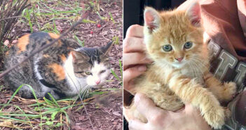 排水溝に落ちた子猫達を救うため、人間に助けを求めてきた野良猫。子猫達が助け出されると安心したようで… (*´ェ`*) 助けを求めてきた母猫