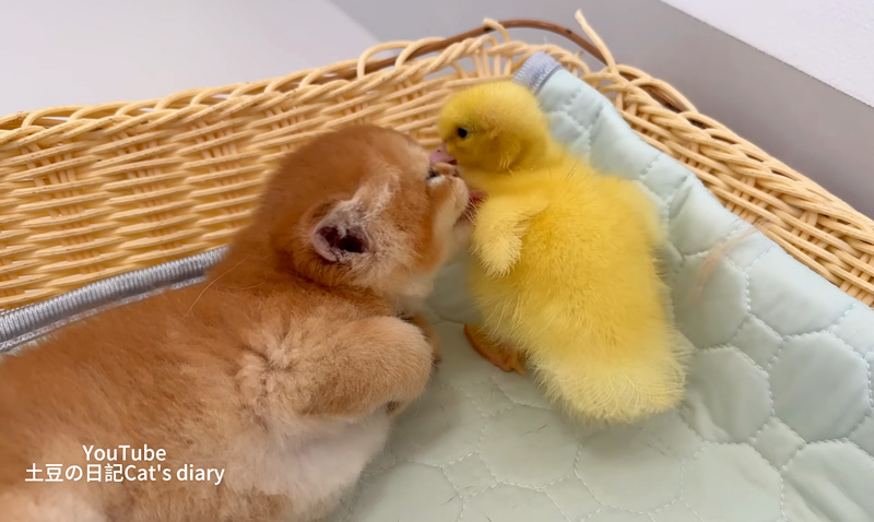 ヒナを毛づくろいする子猫