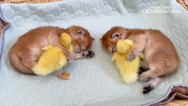 ヒナを抱きしめて眠る子猫