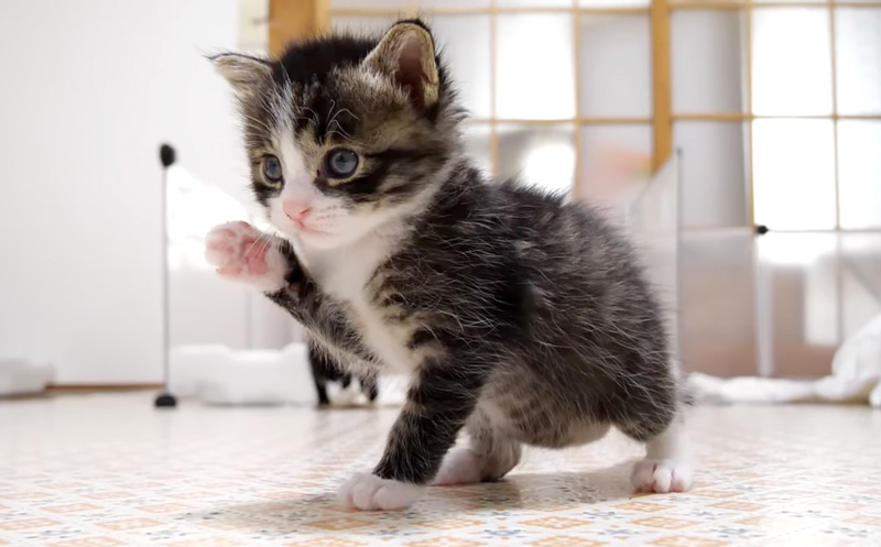 広くなった部屋を冒険する子猫
