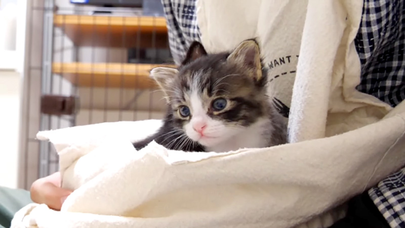 抱っこされる子猫達
