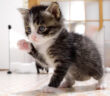 広くなった部屋を冒険する子猫