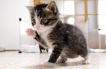 広くなった部屋を冒険する子猫