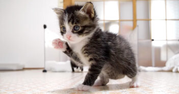 子猫達が広くなった部屋をヨチヨチ歩きで大冒険！ 歩き疲れると最高に甘えん坊な姿を見せてくれた ( *´艸｀)♡