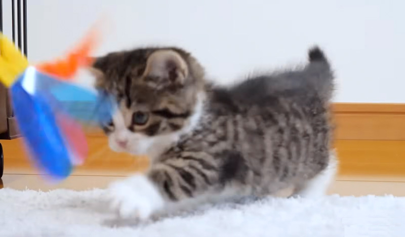 オモチャで遊ぶ子猫