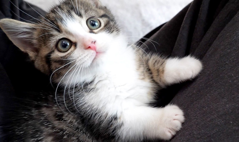 膝の上で遊ぶ子猫
