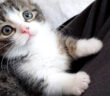 膝の上で遊ぶ子猫