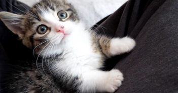 膝の上でまったりと遊んでいたら… 突然ひっくり返っちゃった子猫が可愛すぎてキュンとする ( *´艸｀)♡