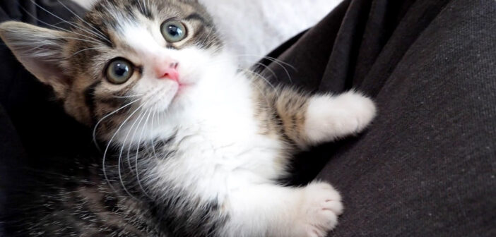 膝の上でまったりと遊んでいたら… 突然ひっくり返っちゃった子猫が可愛すぎてキュンとする ( *´艸｀)♡