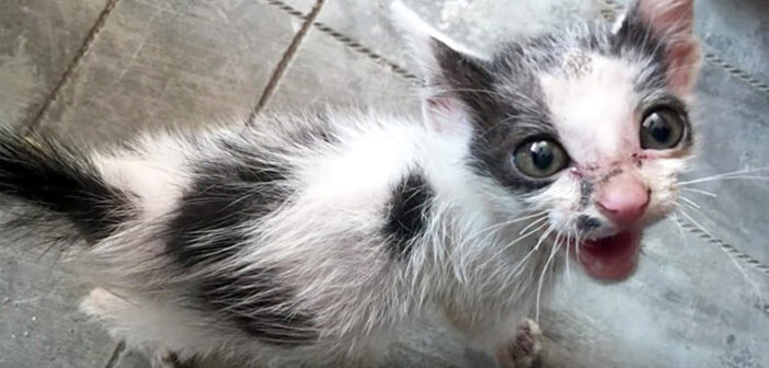 道路脇で衰弱して倒れ、助けを求めて鳴いていた子猫。保護の3ヶ月後に見せてくれた元気な姿に思わず胸が熱くなる