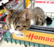 ホームセンターに来た猫