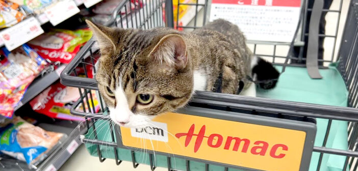ホームセンターで猫と一緒に買い物したら最高でした♪ 次々と見せてくれる愛らしい姿に思わず胸がキュンとする ( *´艸｀)♡