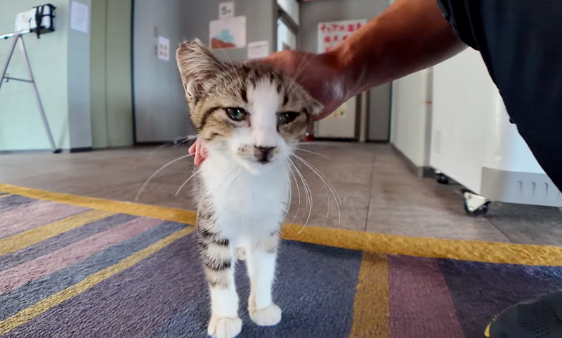 撫でられる子猫