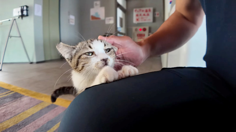 甘える子猫