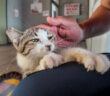 猫ホテルで出会った子猫