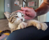 子猫が可愛すぎて、猫ホテルから出られない！ 最高に甘えん坊な子猫の姿にキュンとする ( *´艸｀)♡