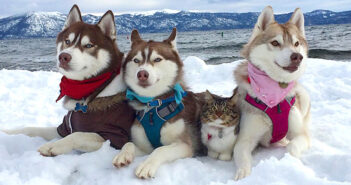 ハスキー犬に死の淵から助け出された保護猫。たくさんの愛情で元気を取り戻して、今ではすっかり家族の一員に! ハスキー犬と猫