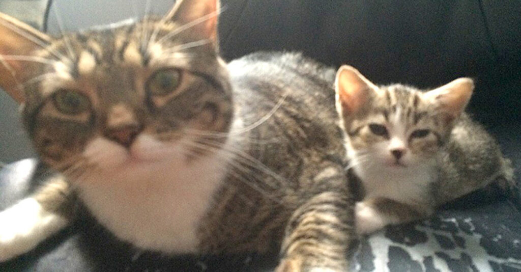 残1。猫の親子 イギリス製 issyo_cat_title-1024x534.jpg