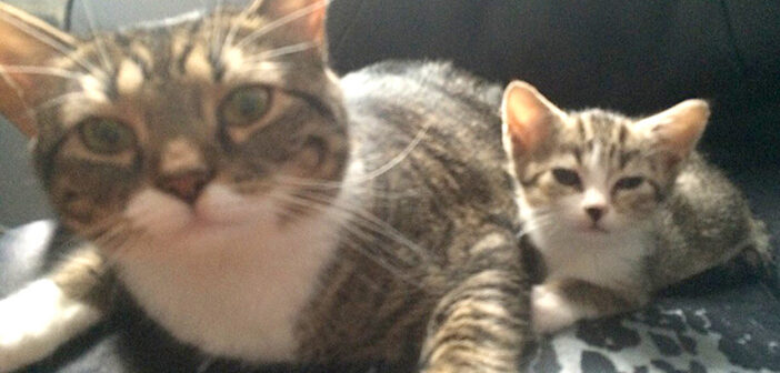 保護施設でくっついたまま片時も離れなかった猫の親子。一緒に家族に迎え入れると、驚くほど幸せいっぱいに！