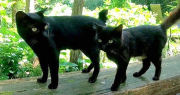 猫神社で出会った猫