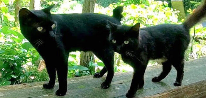 夏の猫神社に行ったら、神社をお守りする2匹の黒猫に遭遇♪ ナデナデしたら盛大に歓迎してくれた (*´∀｀*)！