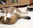 ケンカを仲裁する子猫