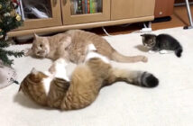 ケンカを仲裁する子猫