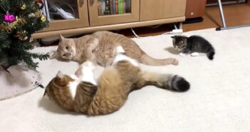 ケンカを仲裁する子猫
