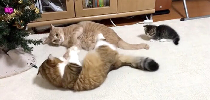 ケンカを仲裁する子猫