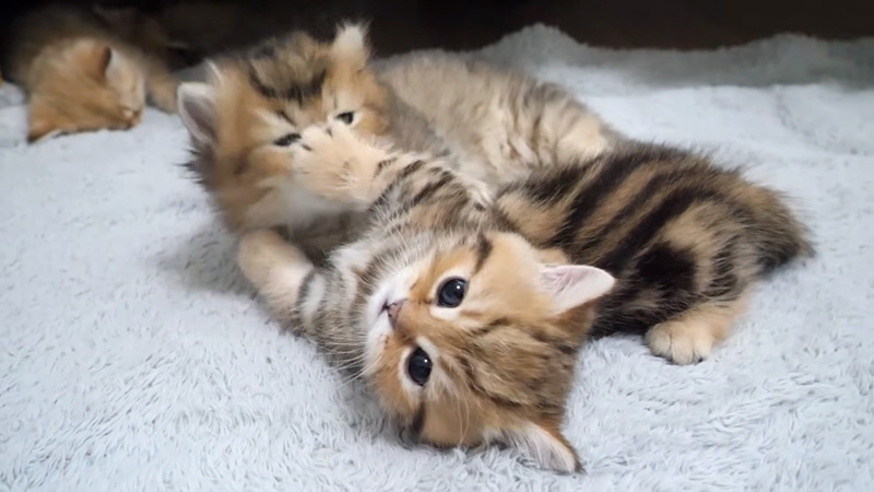ケンカする子猫達