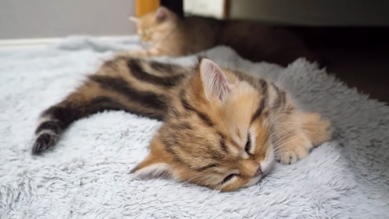 眠る子猫