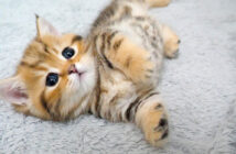 ケンカしてすぐに眠る子猫