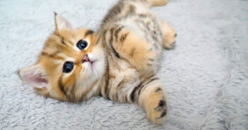 ケンカしてすぐに眠る子猫