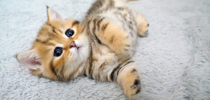 ケンカしてすぐに眠る子猫