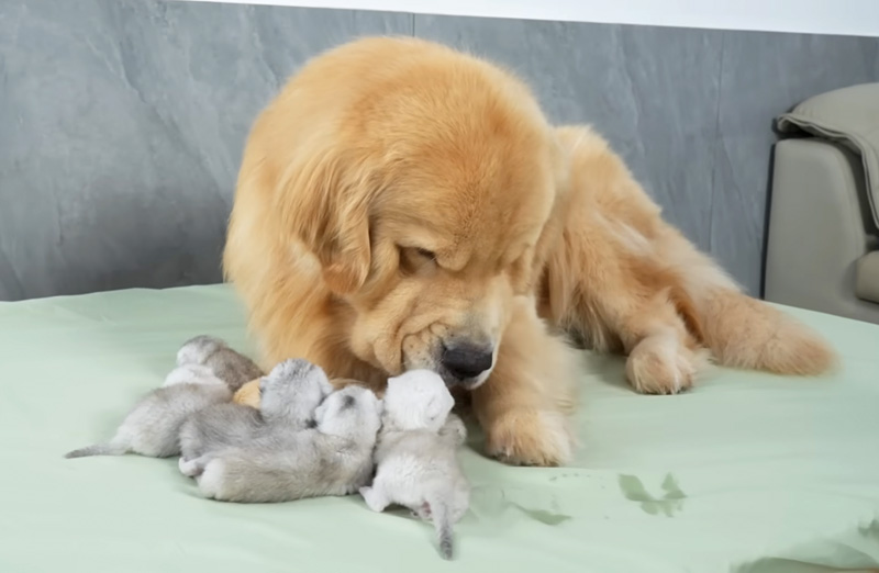 子猫達を世話するゴールデンレトリバー