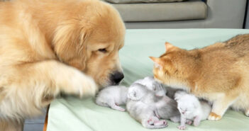 子猫達が気になるゴールデンレトリバー