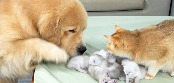 子猫達が気になるゴールデンレトリバー