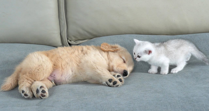 寝ている子犬を見つけた子猫