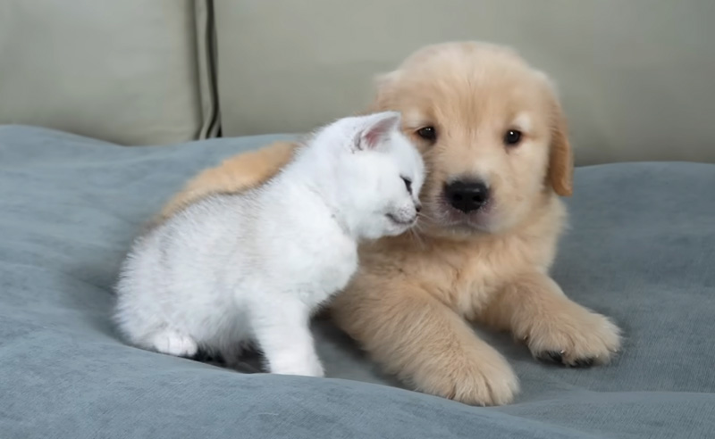 子犬に甘える子猫