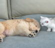 寝ている子犬を見つけた子猫