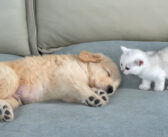 眠っているゴールデンレトリバーの子犬を見つけた子猫。いっぱいかまって欲しくて可愛すぎる行動に出た ( *´艸｀)♡