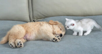 眠っているゴールデンレトリバーの子犬を見つけた子猫。いっぱいかまって欲しくて可愛すぎる行動に出た ( *´艸｀)♡