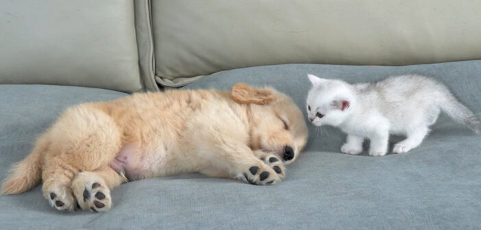 眠っているゴールデンレトリバーの子犬を見つけた子猫。いっぱいかまって欲しくて可愛すぎる行動に出た ( *´艸｀)♡
